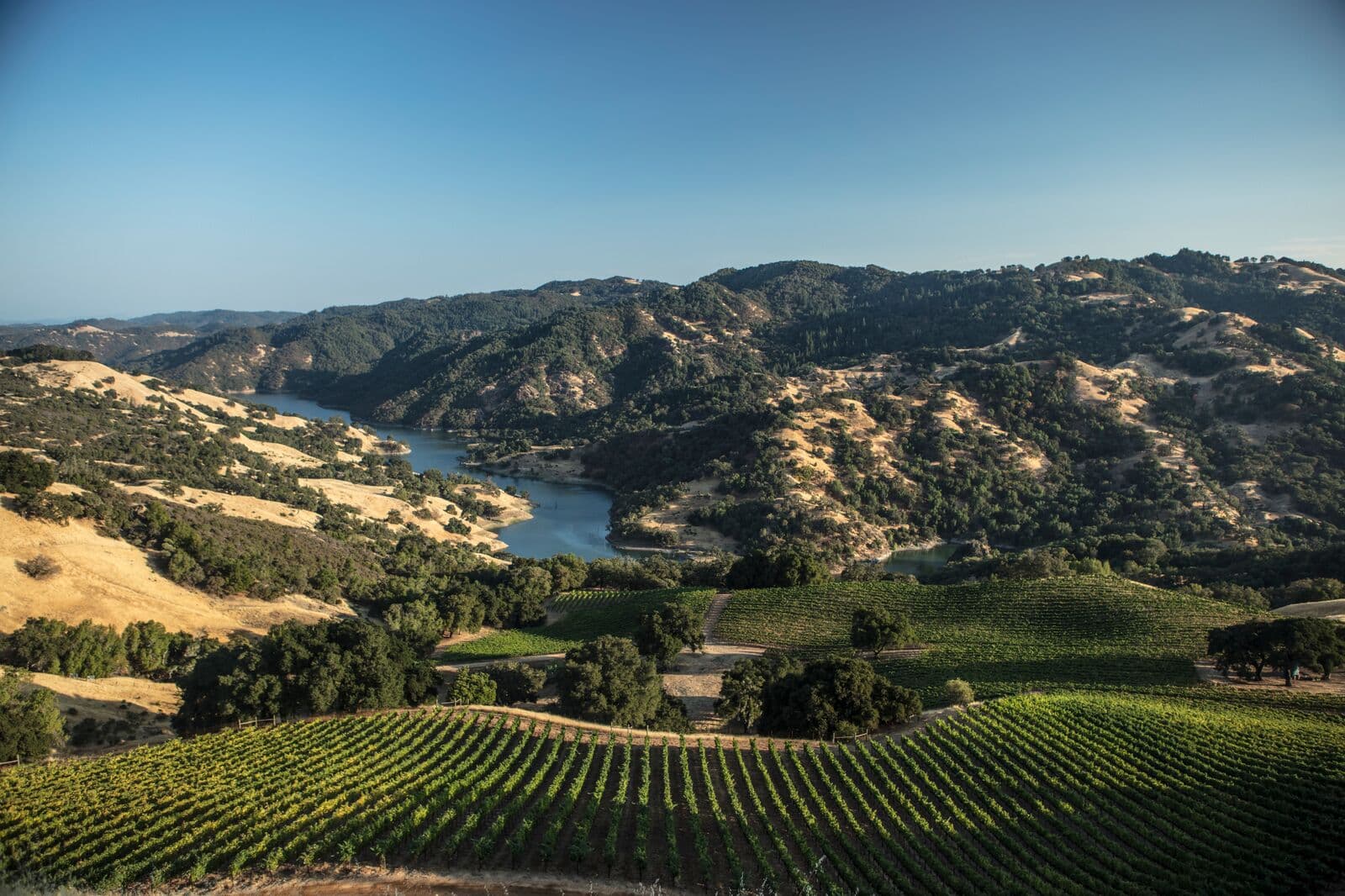 Sonoma County vineyards